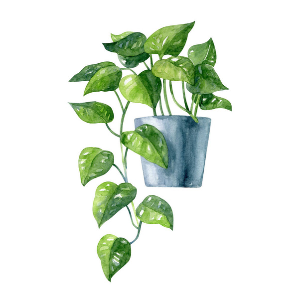 Drooping home plant in blue clay pot - watercolor hand drawn clipart isolated on white background. Handmade illustration. - Photo, Image