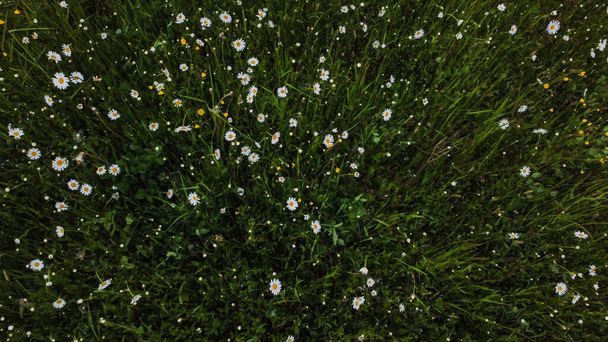 Prise de vue aérienne dans la prairie Daisy fleurit. Marguerite Oxeye, Leucanthemum vulgare, marguerite, dox-eye, marguerite commune, marguerite pour chien, marguerite lunaire. Concept de jardinage - Photo, image