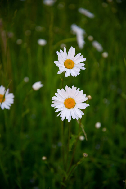 Flowering of daisies. Oxeye daisy, Leucanthemum vulgare, Daisies, Dox-eye, Common daisy, Dog daisy, Moon daisy. Gardening concept - Photo, Image