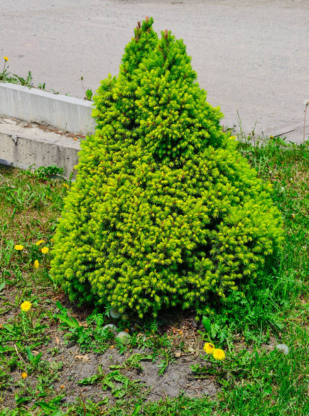 Frühjahrswachstum der kleinwüchsigen kanadischen Fichte Conica (Picea Glauca), immergrüne, mehrjährige Nadelpflanze, die als Dekoration in der Landschaftsgestaltung von Parks oder Gärten verwendet wird - Foto, Bild