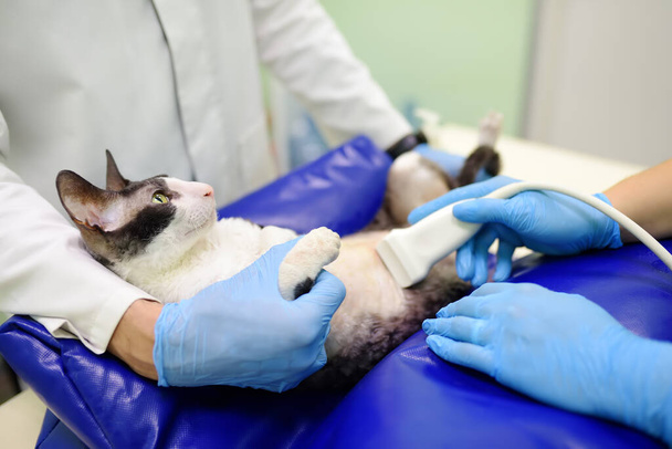 Cat having ultrasound scan in veterinary clinic. Health of pet. Care animal. Pet checkup, tests and vaccination in vet office. - Φωτογραφία, εικόνα