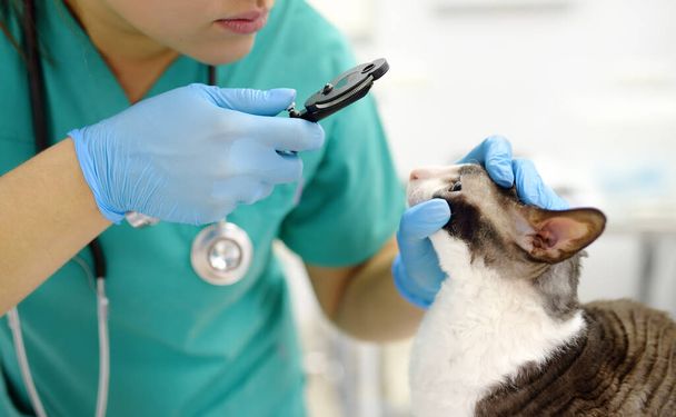 Veterinarian doctor checks eyesight of a cat of the breed Cornish Rex in a veterinary clinic. Health of pet. Care animal. Pet checkup, tests and vaccination in vet office. - Photo, Image