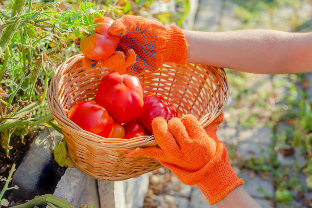 Red tomato in farmer hands. Harvesting tomatoes in basket. Ripe tomato vegetables. Home garden. Picking Tomatoes, Gardening concept - Zdjęcie, obraz