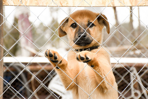 Sad ginger puppy sitting at the dog shelter. Cage for animals.I'm waiting for a new owner. - Photo, Image