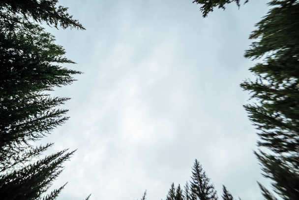 Silhuetas borradas de topos de abeto no fundo de céu nublado. Paisagem florestal mínima atmosférica em borrão. Tops de coníferas verdes contra o céu cinzento. Natureza pano de fundo abstrato com abetos. Paisagem misteriosa - Foto, Imagem