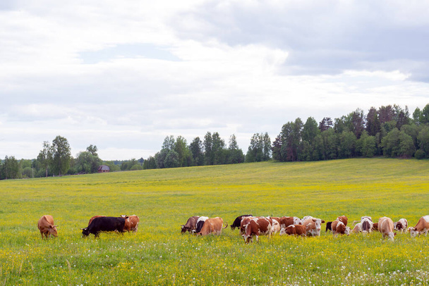Ένα κοπάδι αγελάδες βόσκει σε ένα πράσινο λιβάδι. Καλοκαιρινό κατοικίδιο στη φάρμα. - Φωτογραφία, εικόνα