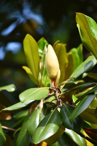 Flor de árbol de magnolia blanca - Foto, imagen