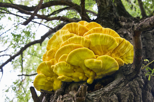 Brightly colored yellow bracket fungus (Laetiporus sulphureus) on a willow tree. Also known as Chicken of the woods, sulphur polypore, crab-of-the-woods. Shot in Eastern Europe, Ukraine, Kyiv - Photo, Image