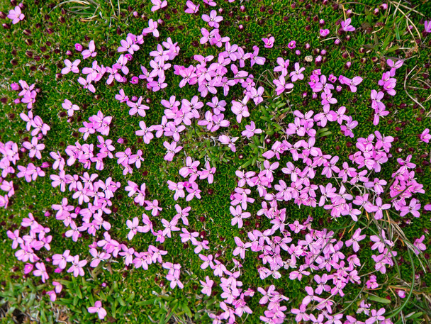 Silene acaulis, известный как mccon или cushes pink - на фото весной на Шетландских островах на севере Великобритании - Фото, изображение