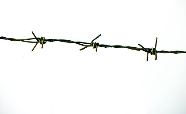 alambre de púas aislado sobre fondo blanco - Foto, Imagen