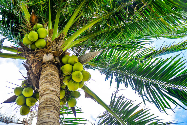 low angle view of palm with green coconuts in blue cloudy sky - Photo, Image