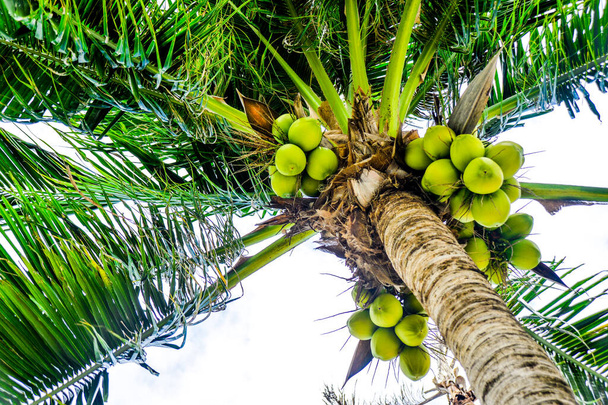 青い空に緑のココナッツとヤシの低角度ビュー - 写真・画像