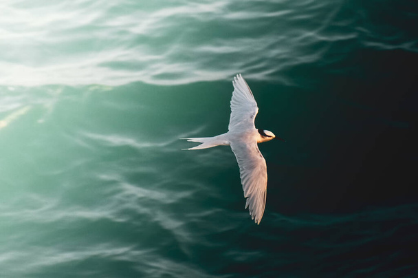 beautiful bird flying over sea waves - Fotó, kép