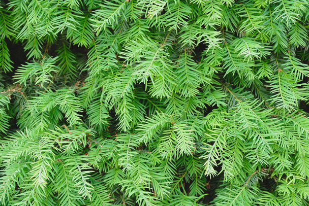 Greenery of larch tree growing outside in Madrid, Spain. For backgrounds and backdrops - Photo, Image
