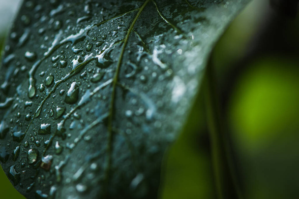 Texture of walnut leaves. Water droplets. - Foto, afbeelding