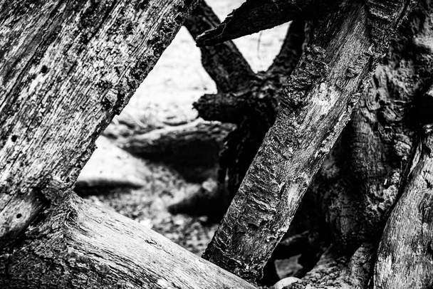 Läheinen kuva kuolleesta puusta, jossa näkyy linjat, ääriviivat ja rypyt jostakin teknisesti kuolleesta, mutta silti hyvin elävästä.. - Valokuva, kuva