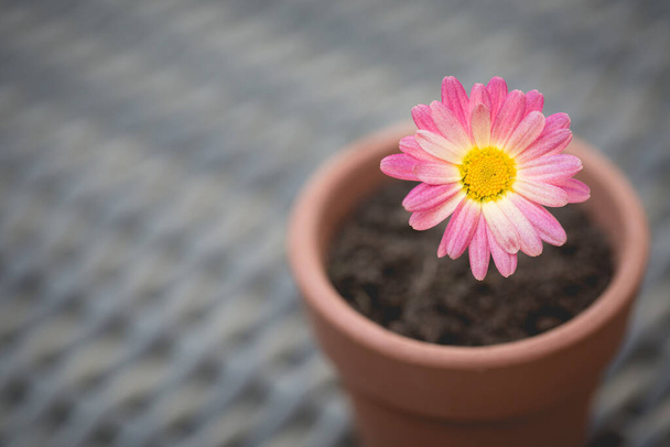 Un grazioso fiore rosa margherita in un piccolo vaso da fiori insegnare ai bambini a nutrire la natura e le decorazioni della tavola - Foto, immagini