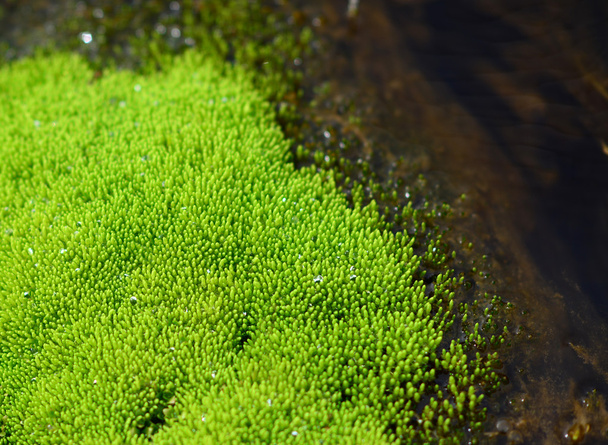 Macro of ulva alga - Photo, image