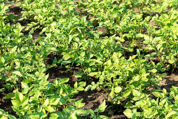Beds of young organic potato plants growing in vegetable farm field - Photo, Image