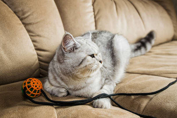 Funny gray cat playing ball.Gray Scottish cat. - Фото, зображення