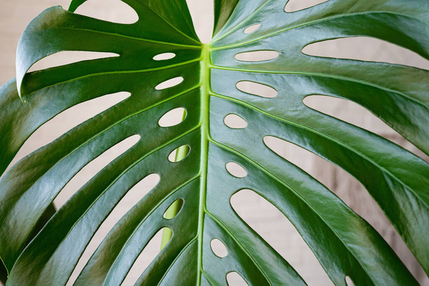 Monstera leaves in the interior close-up. Tropical green house plants. - Photo, image