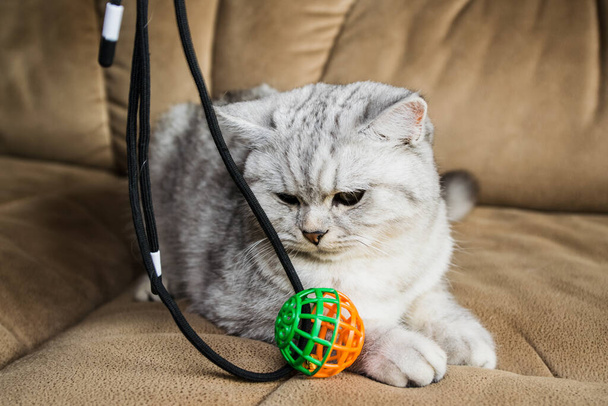 Beautiful pussy of the Scottish breed.Funny gray cat playing ball - 写真・画像