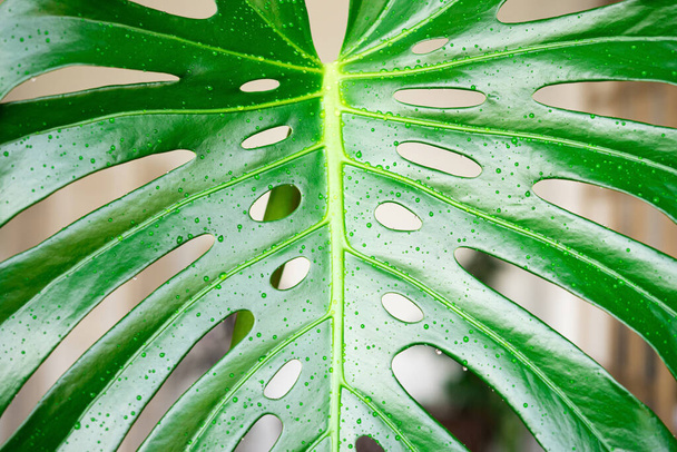 Monstera leaves in the interior close-up with water drops. Watering tropical green houseplants. - Foto, Imagem
