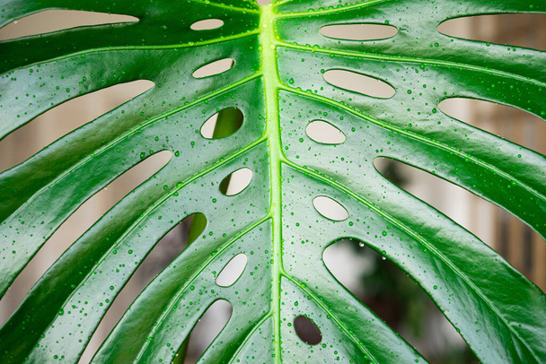 Monstera leaves in the interior close-up with water drops. Watering tropical green houseplants. - Photo, image