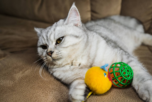 funny gray scottish cat playing ball.Beautiful gray pussy - 写真・画像