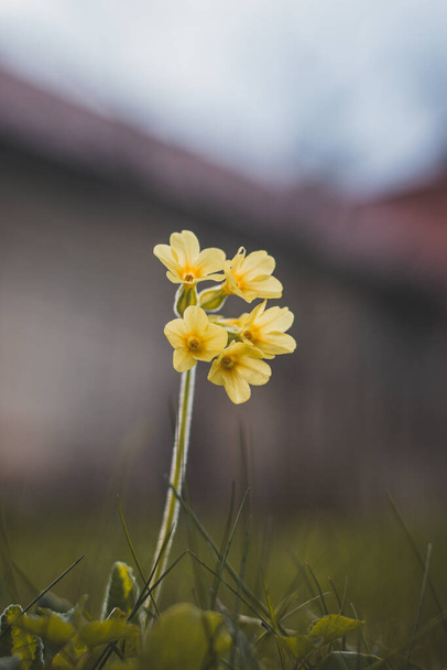Planta perenne Primula elatior en hierba alta en bosques inundables alrededor del río Odra en la República Checa, Europa. Primer plano de un oxlip de flor amarilla. Hermosa flor silvestre de primavera. - Foto, Imagen