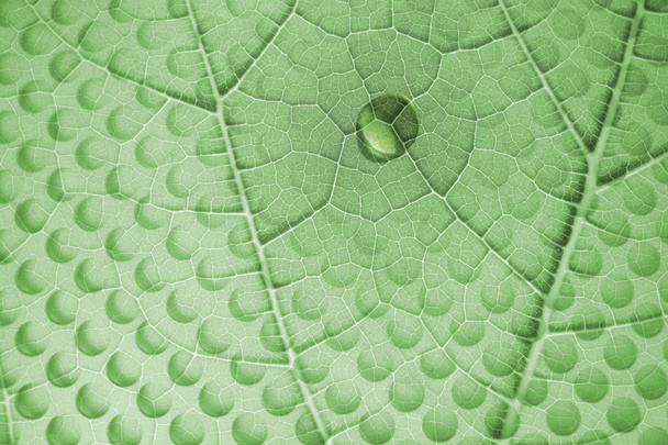 waterdruppel op blad glas rijggat - Foto, afbeelding