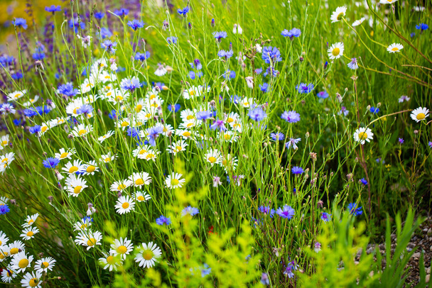 Campo de flores silvestres en verano, prado de abejas establecido - Foto, Imagen