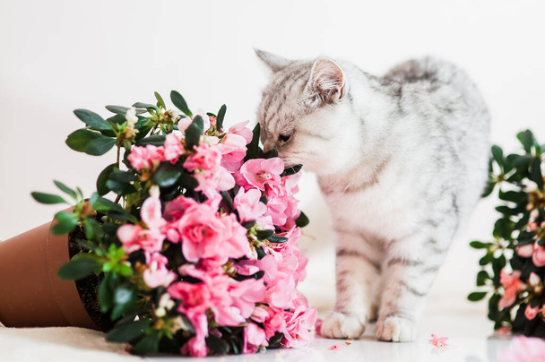 Funny gray cat playing with flowers - Fotó, kép