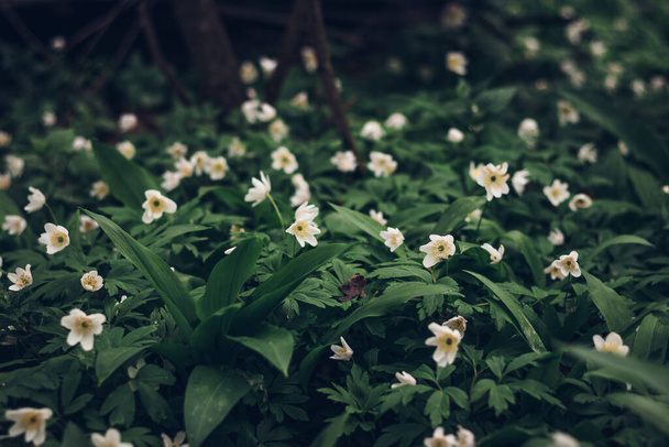 Szczegóły Białe kwiaty Anemonoides nemorosa rosnące z zielonego morza w obszarze wokół rzeki Odry w Republice Czeskiej. Wiosna thimbleweed kwiaty w środowisku bagna. - Zdjęcie, obraz