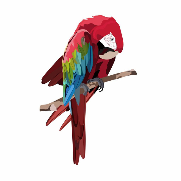 現実的な美しいエキゾチックな熱帯の鳥:白い背景に隔離された赤いマコー、オウムの鳥. - ベクター画像