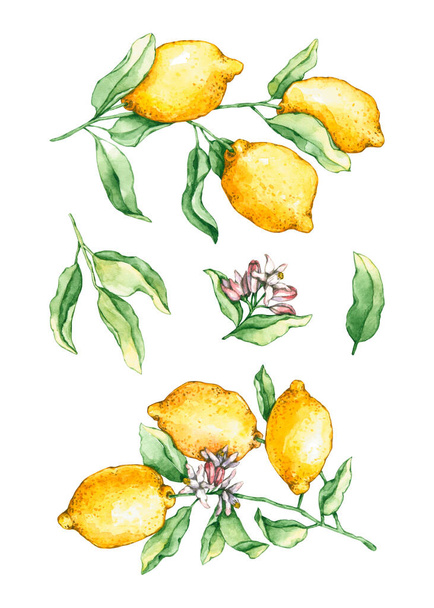 Набор лимонных ветвей акварели. Ручная иллюстрация изолирована на белом. Желтые плоды идеально подходят для натурального дизайна, этикетки, значка, плаката интерьера, текстиля, шрапбукинга - Фото, изображение