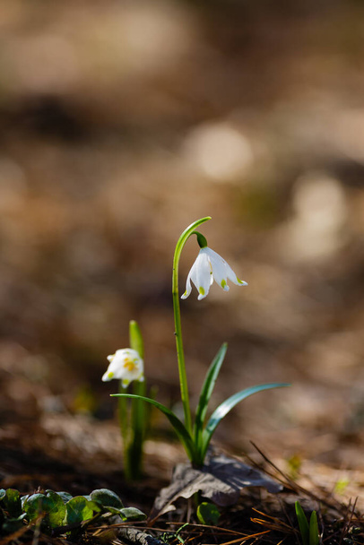 Hóvirág tavaszi virágok. A finom hóvirág az egyik tavaszi szimbólum. Korai virágzó hagymafélék a tavaszi kertben vagy erdőben, Park. A természeti háttér. - Fotó, kép