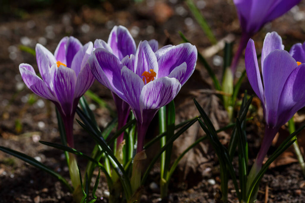 Crochi viola in un giardino primaverile.  - Foto, immagini