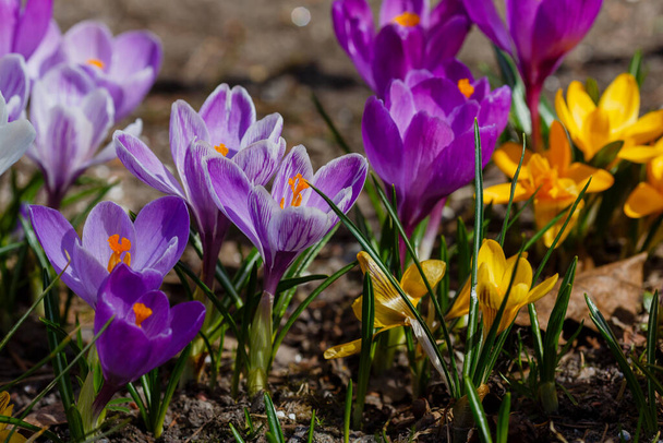 Crochi viola e gialli in un giardino primaverile.  - Foto, immagini