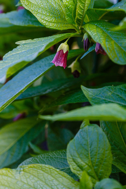 Flores de sombrilla mortal o atropa beladonna. Atropa beladonna es una planta herbácea perenne en la familia de las solanáceas con un rizoma espeso y de múltiples cabezas.. - Foto, imagen