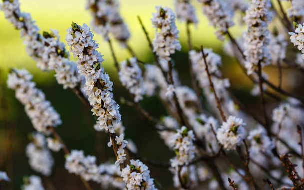 Ветви белых цветов Дафни Мезереум - Фото, изображение
