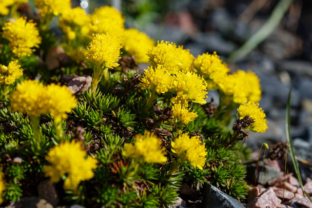 Yellow saxifraga flowers on the rocks. - Photo, Image