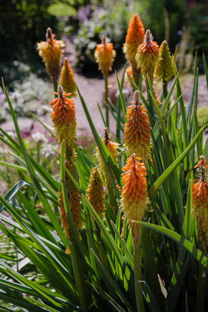 Kniphofia uvaria, Familie der Asphodelaceae. Orangefarbene Blüten der Kniphofia uvaria. - Foto, Bild