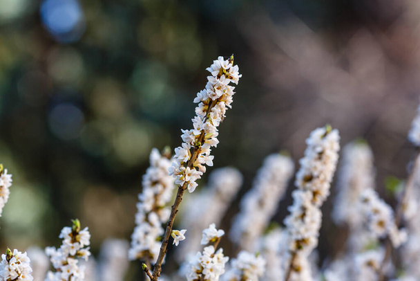 Ветви белых цветов Дафни Мезереум - Фото, изображение