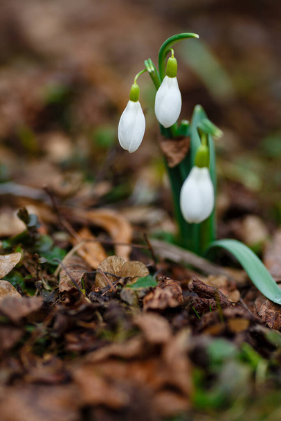 Květiny sněhové jarní zahrady. ommon sněžení (Galanthus nivalis) květiny v přírodním zeleném pozadí. - Fotografie, Obrázek