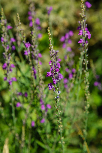 linaria purpurea in garden. Wildflowers in garden - Photo, Image