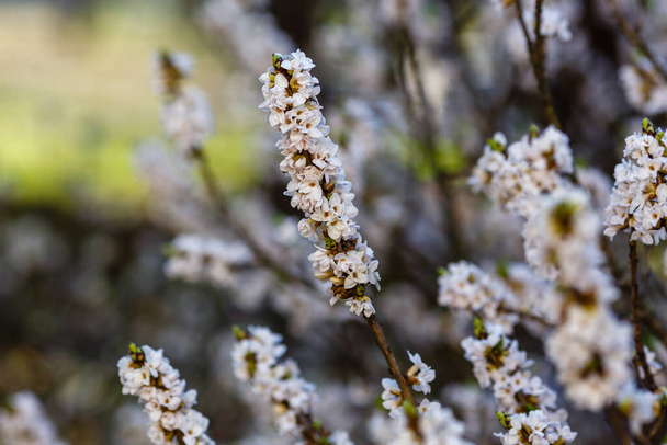 Fehér Daphne mezereum virágok ágai - Fotó, kép