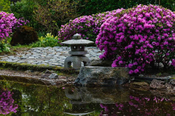 Цветущий рододендрон в японском саду. Почки и цветы рододендронов на естественном фоне. - Фото, изображение