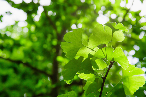 Feuilles de Ginkgo Biloba. Relique arbre de Ginkgo biloba. Plante médicinale. Fond vert avec ginkgo biloba. - Photo, image