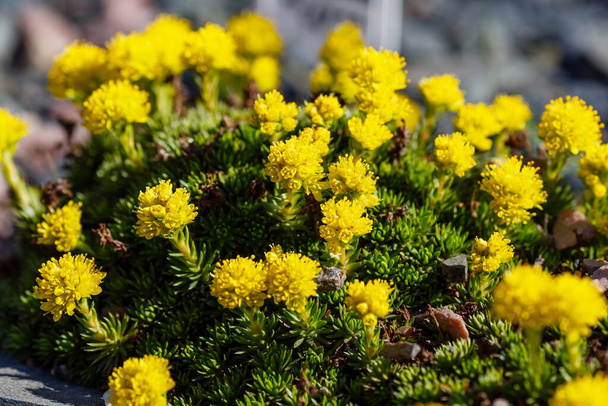 Flores saxifraga amarelas nas rochas. - Foto, Imagem